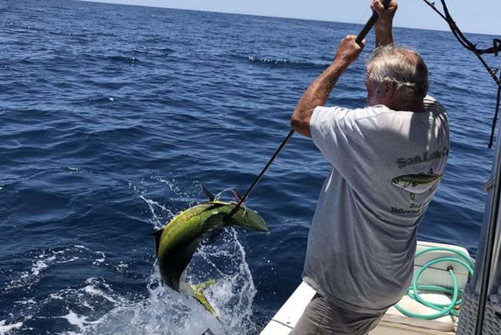 man pulling in large dorado fish onto fishing boat
