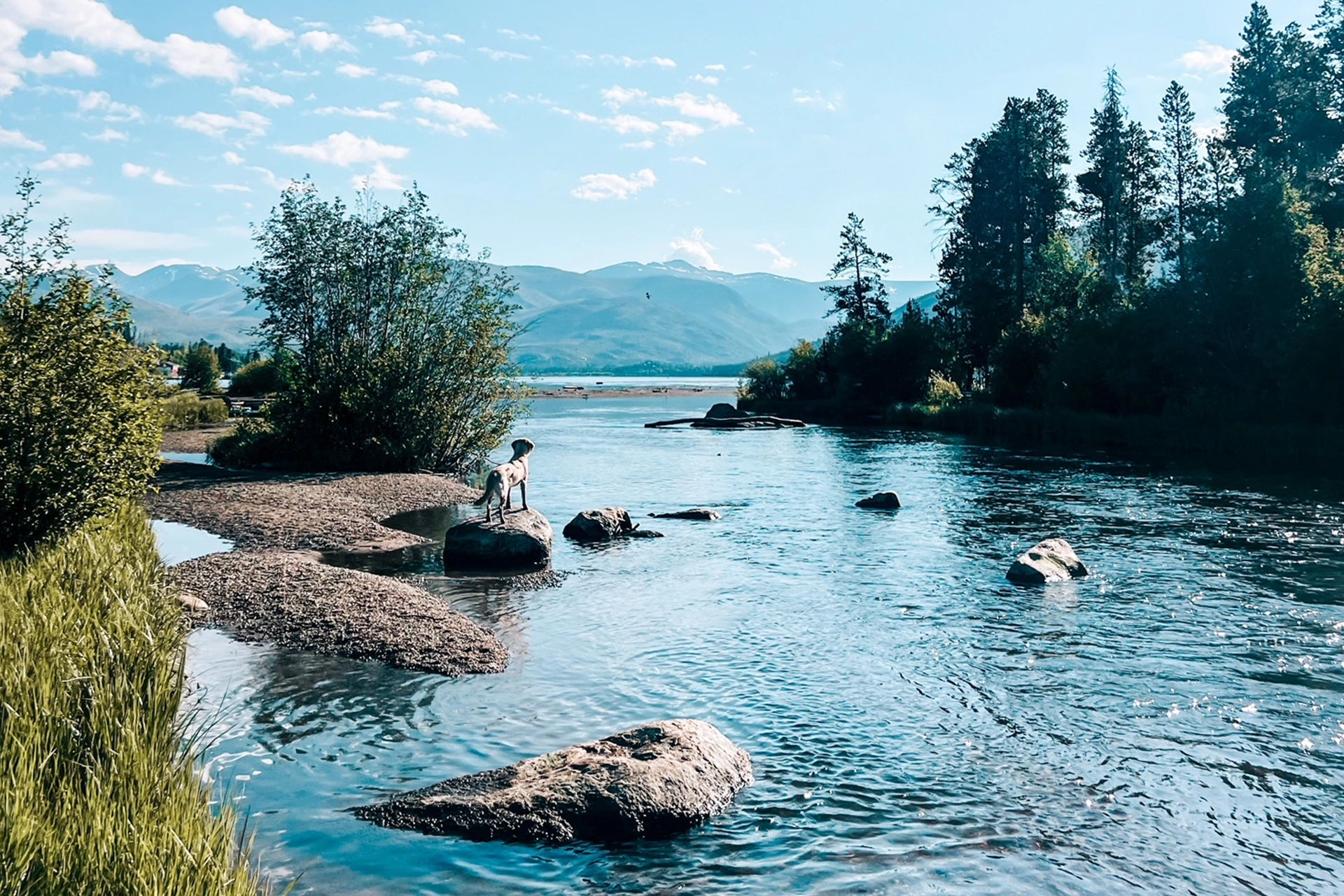 dog standing on rock looking down river at lake and mountains